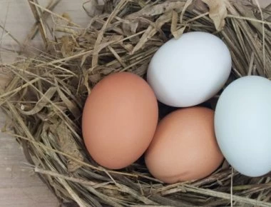 Ποια είναι η διαφορά μεταξύ καφέ και λευκών αβγών